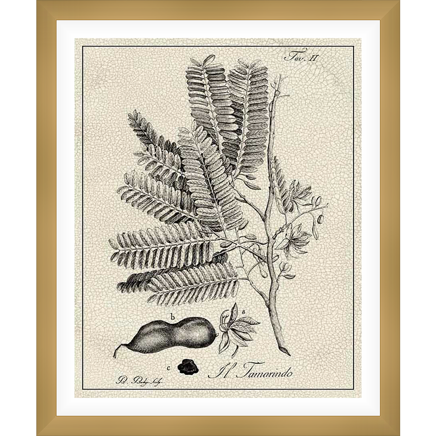 A botanical illustration of a tamarind plant featuring detailed renderings of leaves, branches, and seed pods. The artwork evokes a vintage aesthetic, suitable for adding a touch of nature-inspired elegance to any space.
