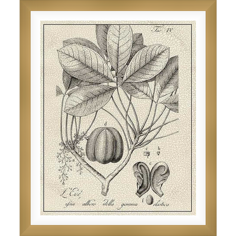 An elegant botanical print showcasing detailed illustrations of a plant's leaves, fruit, and various anatomical parts. This artwork features precise line work and botanical labels, offering a glimpse into scientific illustration.