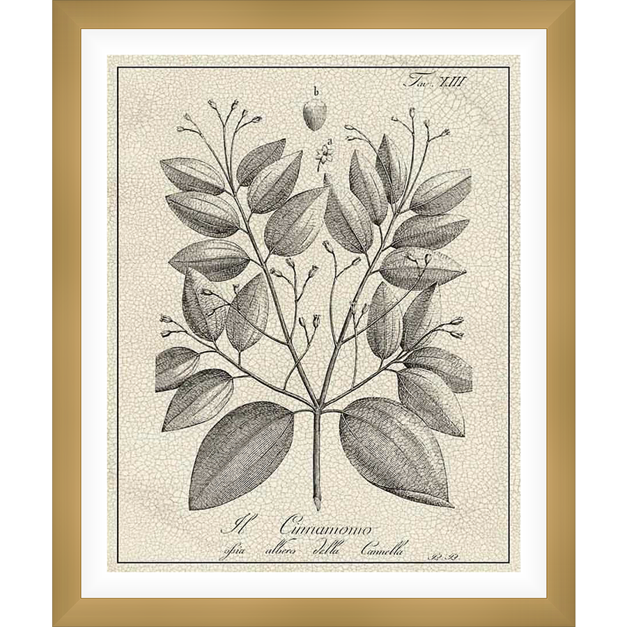 A botanical illustration of a cinnamon tree, featuring detailed leaves and branches, presented in an antique style.
