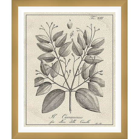 A botanical illustration of a cinnamon tree, featuring detailed leaves and branches, presented in an antique style.