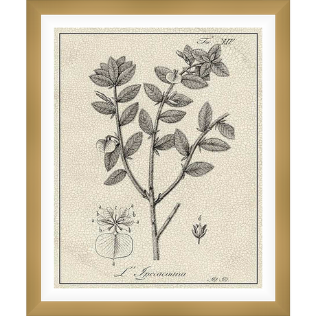 This botanical print features a detailed illustration of a plant, showcasing its leaves, stems, and flower details in a classic vintage style. Perfect for adding a touch of nature and sophistication to any space.