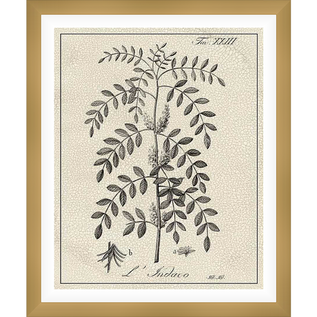 This botanical art print features a detailed illustration of L'Indaco, showcasing the plant's leaves and flowers in a vintage style. Perfect for adding a touch of natural elegance to any room, this artwork captures the beauty of nature with a classic aesthetic.