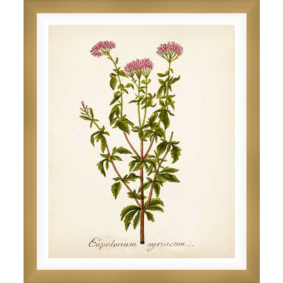 This botanical print showcases the delicate beauty of a flowering plant, featuring detailed illustrations of leaves, stems, and vibrant flower clusters. The artwork is a classic depiction of Eupatorium syriacum, perfect for adding a touch of natural elegance to any space.