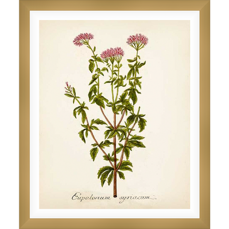 This botanical print showcases the delicate beauty of a flowering plant, featuring detailed illustrations of leaves, stems, and vibrant flower clusters. The artwork is a classic depiction of Eupatorium syriacum, perfect for adding a touch of natural elegance to any space.