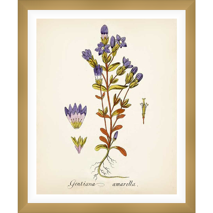 A botanical illustration showcasing Gentiana Amarella, featuring intricate details of flowers, buds, leaves, and root structure. This artwork captures the delicate beauty of the plant with precise line work and subtle coloring, perfect for adding a touch of natural elegance to any space.