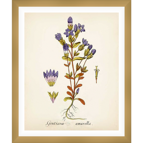 A botanical illustration showcasing Gentiana Amarella, featuring intricate details of flowers, buds, leaves, and root structure. This artwork captures the delicate beauty of the plant with precise line work and subtle coloring, perfect for adding a touch of natural elegance to any space.