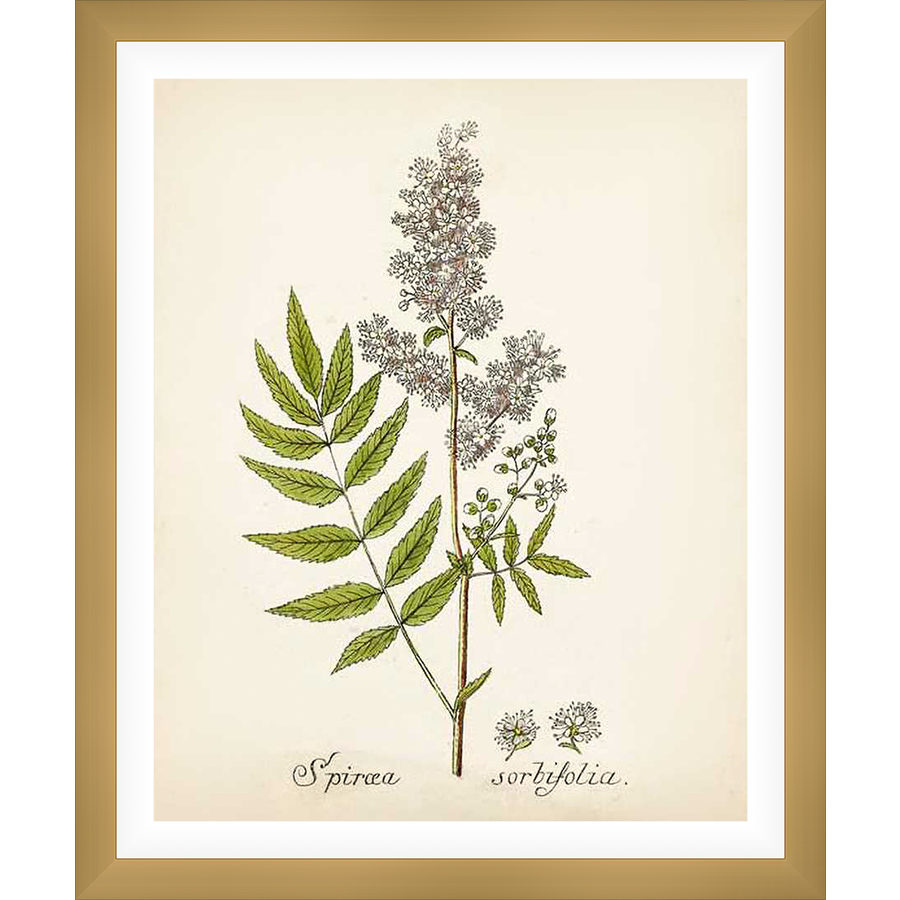 A vintage botanical print depicts a delicate, detailed illustration of a Spiraea sorbifolia plant. This artistic rendering showcases the plant's flowering head, intricate leaves, and botanical labeling, reminiscent of classic scientific illustrations.