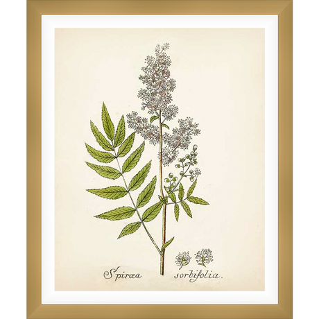 A vintage botanical print depicts a delicate, detailed illustration of a Spiraea sorbifolia plant. This artistic rendering showcases the plant's flowering head, intricate leaves, and botanical labeling, reminiscent of classic scientific illustrations.