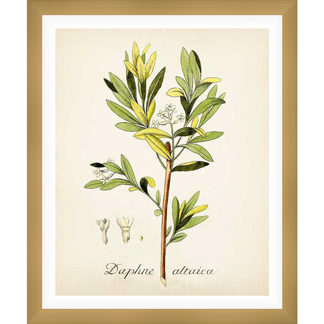 This botanical print features a detailed illustration of the Daphne altaica plant, showcasing its leaves, flowers, and stem with exquisite detail and a vintage aesthetic. Perfect for adding a touch of natural elegance to any space.