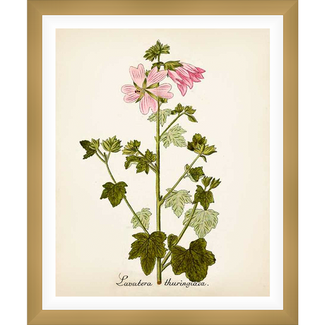 A botanical illustration showcases Lavatera thurinigica, a delicate flowering plant, elegantly depicted in a classic style with detailed leaves and vibrant pink blossoms.