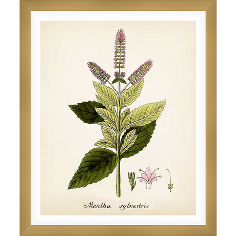 A vintage botanical illustration showcases a detailed depiction of a *Mentha sylvestris* plant, also known as wild mint, rendered with precise linework and delicate watercolor washes. This art print is a charming addition to any botanical art collection, evoking a sense of timeless elegance and natural beauty.