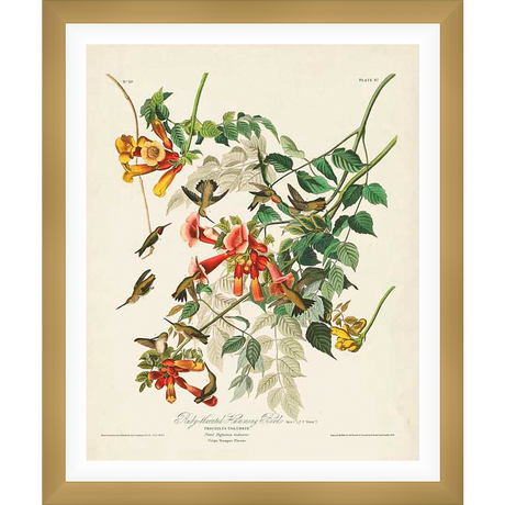 A stunning botanical illustration showcases a vibrant scene of hummingbirds flitting around flowering vines. The artwork captures the delicate balance of nature with its detailed depiction of the birds, flowers, and foliage. This piece is perfect for adding a touch of elegance and natural beauty to any space.