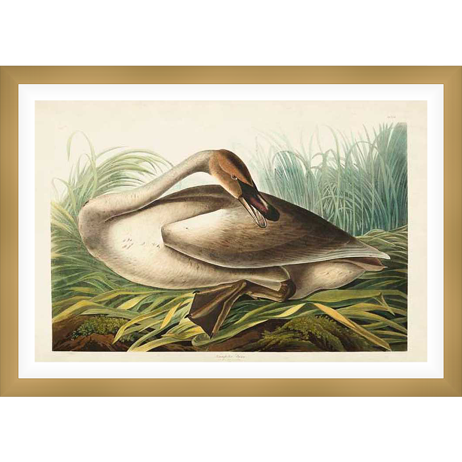 This artwork showcases a beautifully detailed depiction of a swan resting amidst lush wetland vegetation. The bird is rendered with meticulous precision, highlighting its elegant form and the delicate textures of its feathers and surroundings. This piece is perfect for adding a touch of natural beauty and serene sophistication to any space.