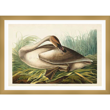 This artwork showcases a beautifully detailed depiction of a swan resting amidst lush wetland vegetation. The bird is rendered with meticulous precision, highlighting its elegant form and the delicate textures of its feathers and surroundings. This piece is perfect for adding a touch of natural beauty and serene sophistication to any space.