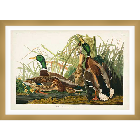 A vibrant illustration of mallard ducks in their natural habitat, showcasing detailed plumage and lifelike poses. This artwork captures the beauty of nature with meticulous detail and color.