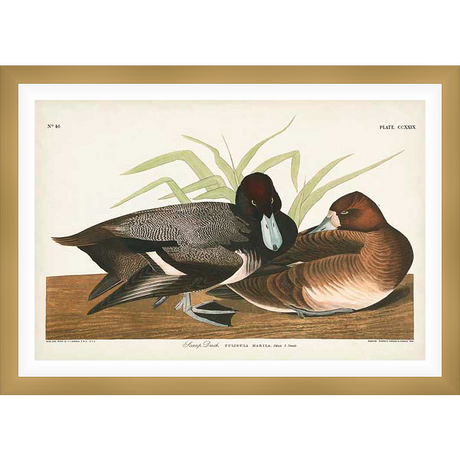 A beautifully rendered ornithological print showcases two Scaup Ducks, meticulously detailed and set against a backdrop of verdant reeds. The artwork, a testament to natural beauty, captures the birds in a pose that evokes the serene grace of avian life.