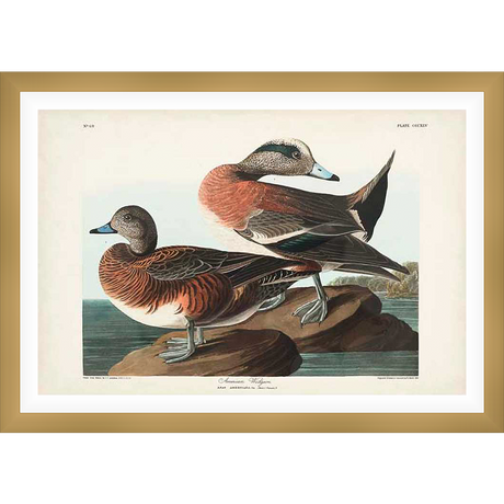A detailed illustration showcases two elegant Widgeon ducks, captured in a classic naturalist style. The artwork highlights their distinctive plumage and graceful posture, set against a serene waterscape, providing a timeless appeal.