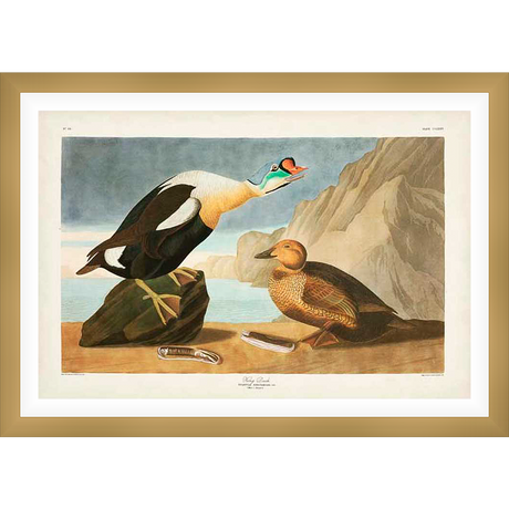 This exquisite print showcases a pair of meticulously rendered ducks in their natural habitat, capturing the beauty of nature with detailed precision and vintage charm.