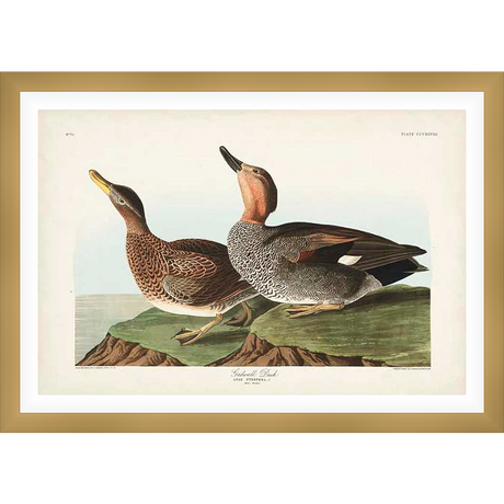 Two Gadwall Ducks