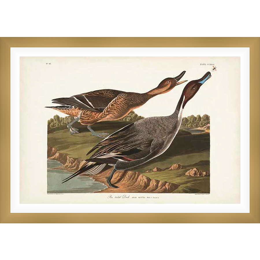 This fine art print showcases a stunning illustration of two Pintail ducks in their natural habitat. The artwork details their plumage and features, showcasing the elegance of the species with meticulous detail, perfect for any bird art collection.