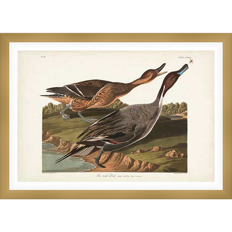 This fine art print showcases a stunning illustration of two Pintail ducks in their natural habitat. The artwork details their plumage and features, showcasing the elegance of the species with meticulous detail, perfect for any bird art collection.