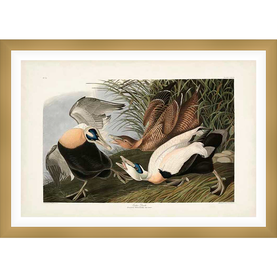 A stunning ornithological illustration showcases several Eider Ducks in a dynamic and detailed composition, highlighting their plumage and natural habitat. This print captures the beauty and essence of these fascinating birds.