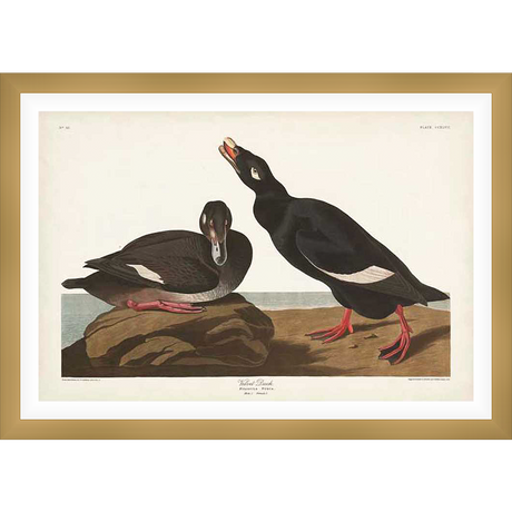 Two velvet ducks are depicted in this detailed ornithological illustration, captured in a naturalistic pose. One duck rests on a rock, while the other, with its beak agape, looks upwards against a simple seaside background. This artwork evokes a sense of scientific study and admiration for nature.