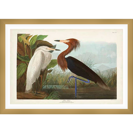 An ornithological illustration depicts two herons in their natural habitat, one white and the other with auburn plumage. The artwork showcases meticulous detail and a classic aesthetic, ideal for any nature lover.