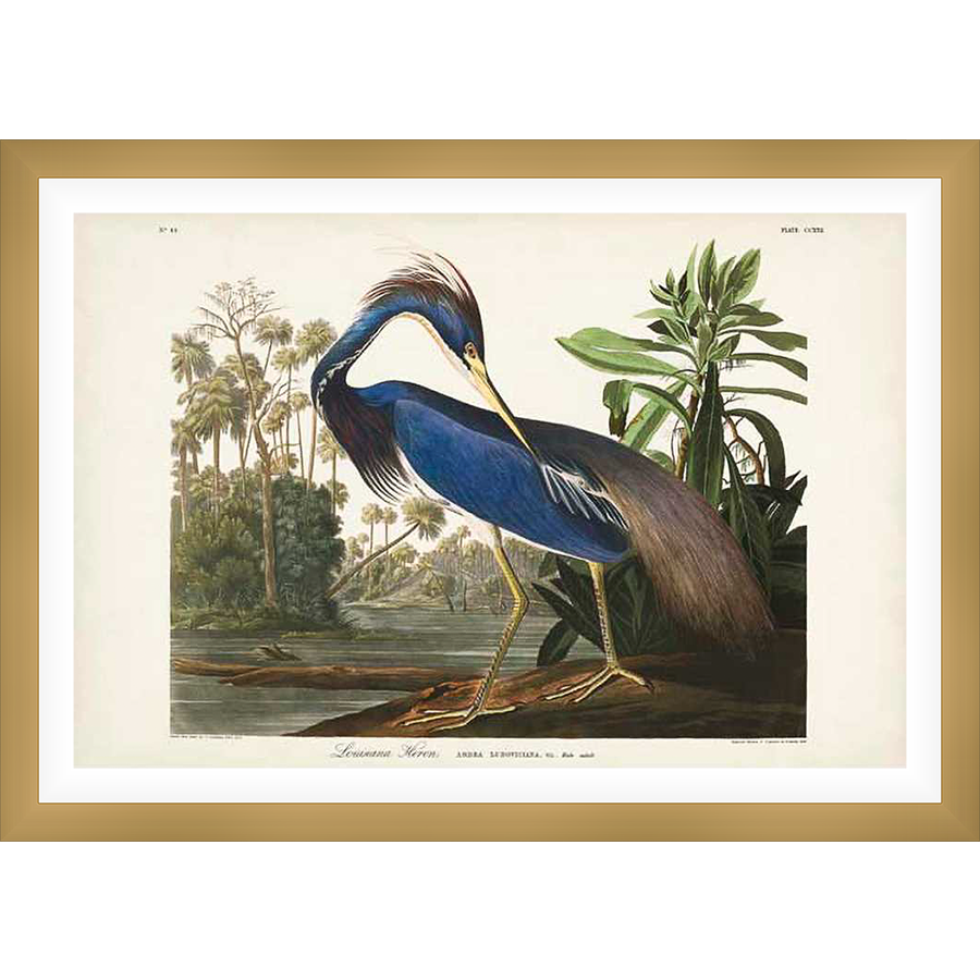 A stunning ornithological illustration showcases a Louisiana Heron amidst a tranquil wetland scene. This antique-style print captures the bird's elegant posture and vibrant plumage, set against a backdrop of lush foliage and serene waters.