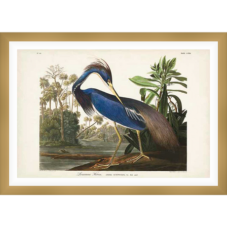 A stunning ornithological illustration showcases a Louisiana Heron amidst a tranquil wetland scene. This antique-style print captures the bird's elegant posture and vibrant plumage, set against a backdrop of lush foliage and serene waters.