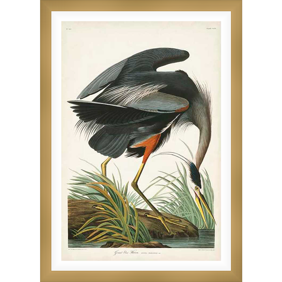 A vintage illustration of a great blue heron gracefully depicted in its natural habitat. This detailed artwork showcases the bird's elegant form, from its long neck to its extended wings, capturing a moment of focused serenity. This art print is perfect for any lover of nature, wildlife, or vintage aesthetics.