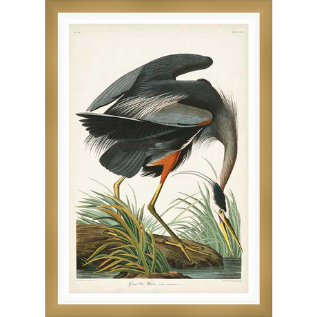 A vintage illustration of a great blue heron gracefully depicted in its natural habitat. This detailed artwork showcases the bird's elegant form, from its long neck to its extended wings, capturing a moment of focused serenity. This art print is perfect for any lover of nature, wildlife, or vintage aesthetics.
