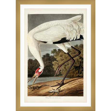 A stunning vintage ornithological illustration showcases a majestic crane poised in its natural habitat, gazing down at lizards. This artwork beautifully captures the grace and power of the bird, offering a timeless piece for any art collector.
