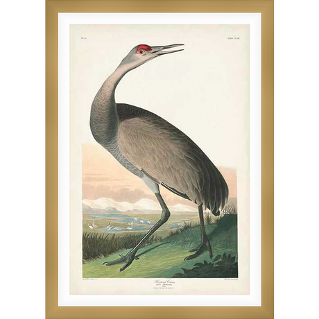 This stunning print showcases a detailed illustration of a Sandhill Crane, capturing its elegant form and intricate details. This piece adds a touch of nature's beauty to any space.