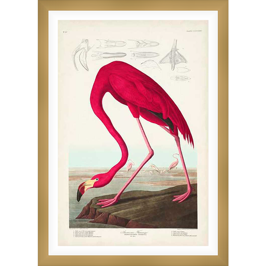 A vibrant illustration of an American flamingo, its elegant form captured in striking detail. The artwork features a detailed depiction of the bird in its natural habitat, offering a unique blend of scientific accuracy and artistic expression.