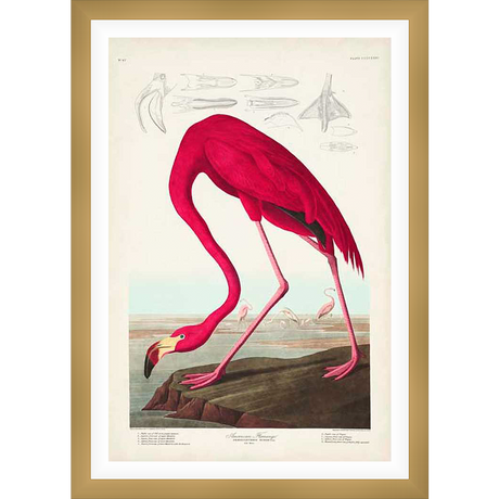 A vibrant illustration of an American flamingo, its elegant form captured in striking detail. The artwork features a detailed depiction of the bird in its natural habitat, offering a unique blend of scientific accuracy and artistic expression.
