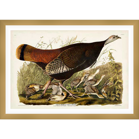 A detailed ornithological illustration of a wild turkey hen and her young chicks, set in a natural outdoor scene. This artwork captures the essence of wildlife art and would be a beautiful addition to any decor.