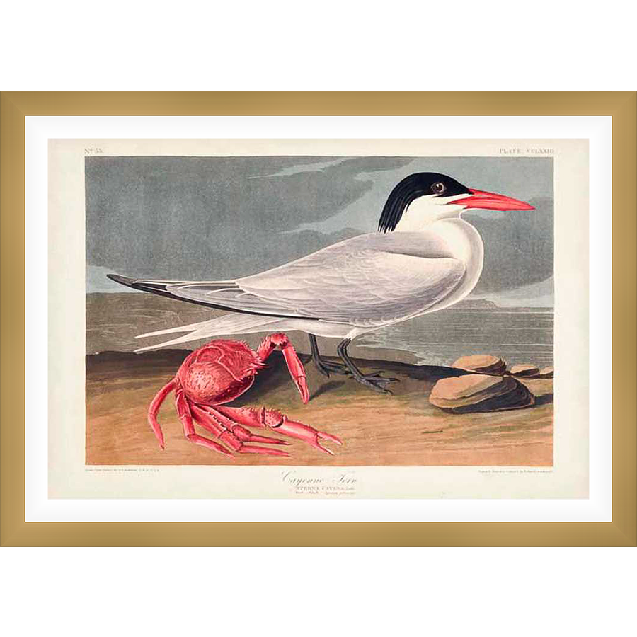 A detailed ornithological illustration depicts a Caspian tern alongside a bright red crab, against a coastal backdrop. This vintage art print captures the elegance of the bird and the vibrancy of the crab, perfect for any naturalist's decor.