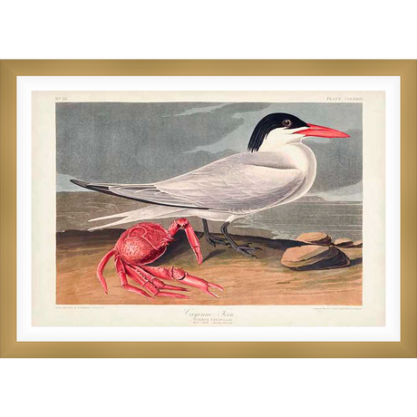 A detailed ornithological illustration depicts a Caspian tern alongside a bright red crab, against a coastal backdrop. This vintage art print captures the elegance of the bird and the vibrancy of the crab, perfect for any naturalist's decor.