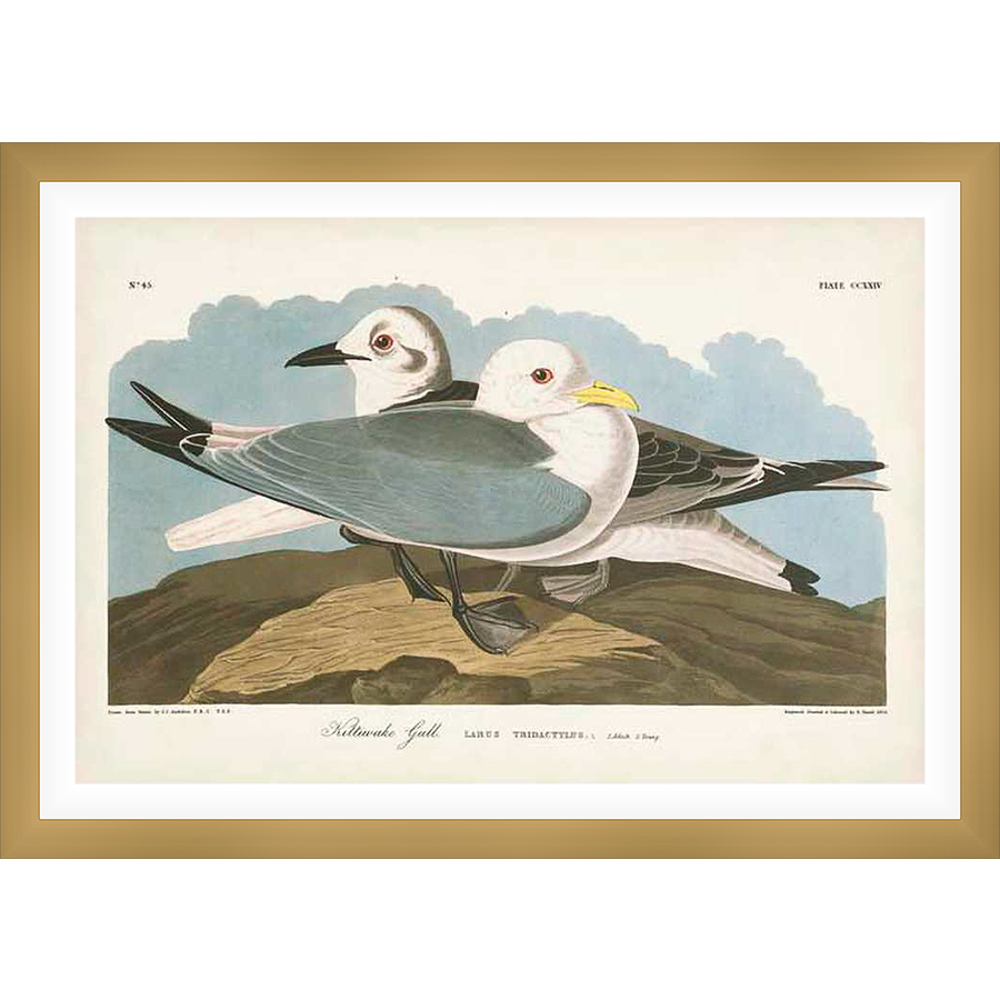 This artwork captures a detailed depiction of two Kittiwake gulls, showcasing their elegant plumage and natural habitat.  Painted with intricate detail, the image offers a glimpse into the beauty of avian life with a vintage, artistic style.