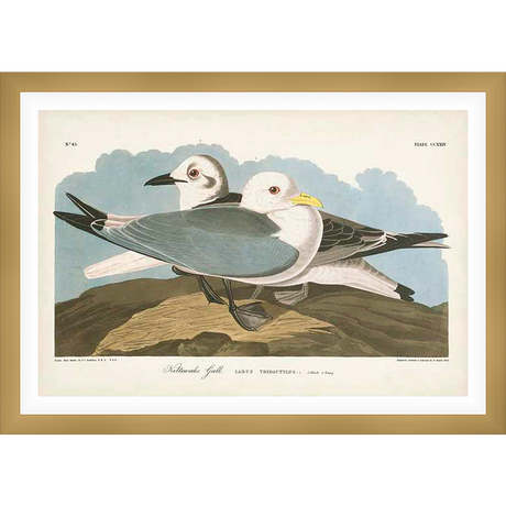 This artwork captures a detailed depiction of two Kittiwake gulls, showcasing their elegant plumage and natural habitat.  Painted with intricate detail, the image offers a glimpse into the beauty of avian life with a vintage, artistic style.