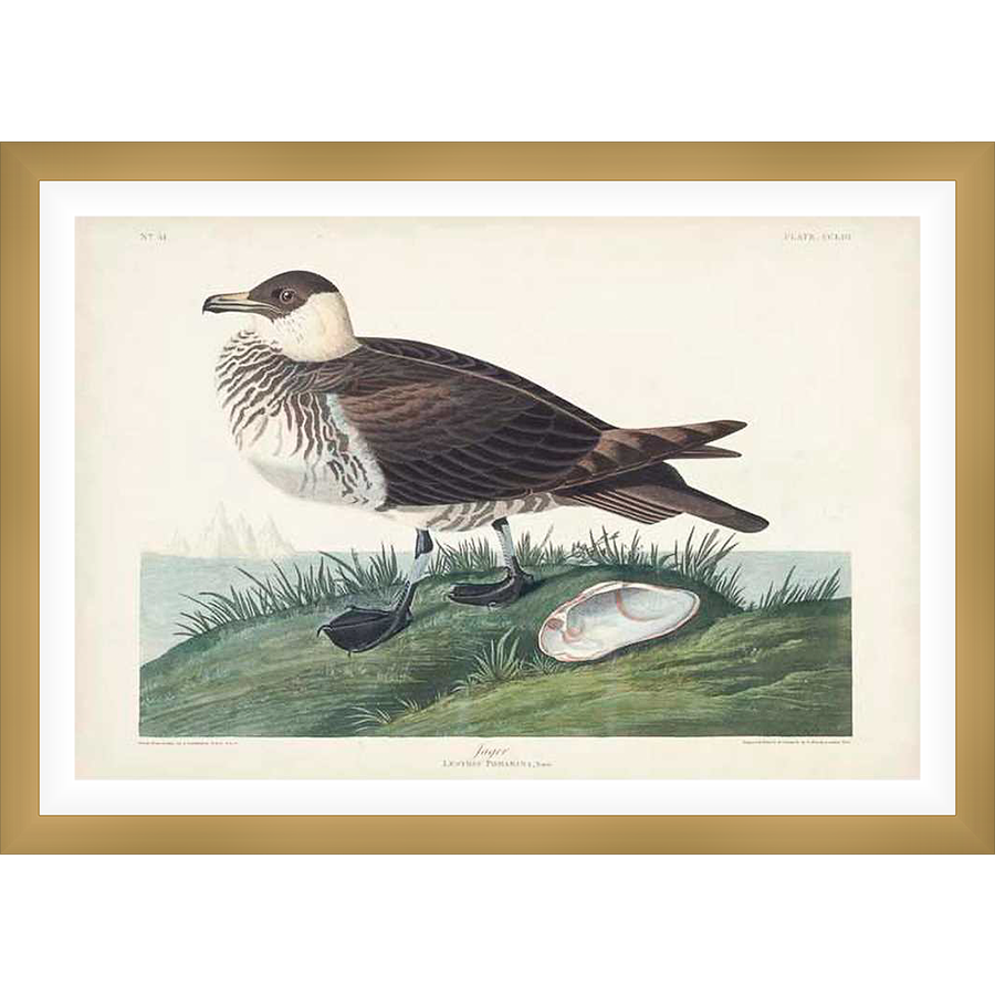 This striking illustration depicts a bird, rendered in meticulous detail. The bird is set amidst a grassy landscape with a shell. A perfect piece to add natural beauty to any room.