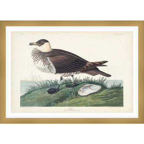 This striking illustration depicts a bird, rendered in meticulous detail. The bird is set amidst a grassy landscape with a shell. A perfect piece to add natural beauty to any room.