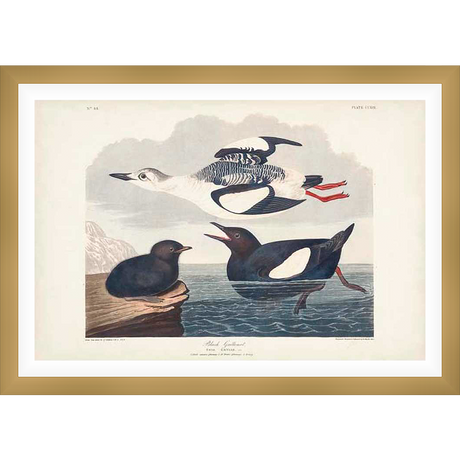 A stunning ornithological illustration of three Black Guillemots, showcasing a detailed depiction of the birds in their natural habitat. Featuring an active flight scene alongside serene portrayals of the birds in the water, this piece offers a glimpse into the beauty and intricate details of avian life.