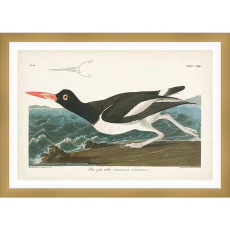 This vintage print showcases a detailed illustration of a striking oystercatcher bird, depicted in mid-stride against a backdrop of ocean waves and a small coastal landscape. This high-quality print, with its classic style, adds a touch of timeless elegance to any decor.