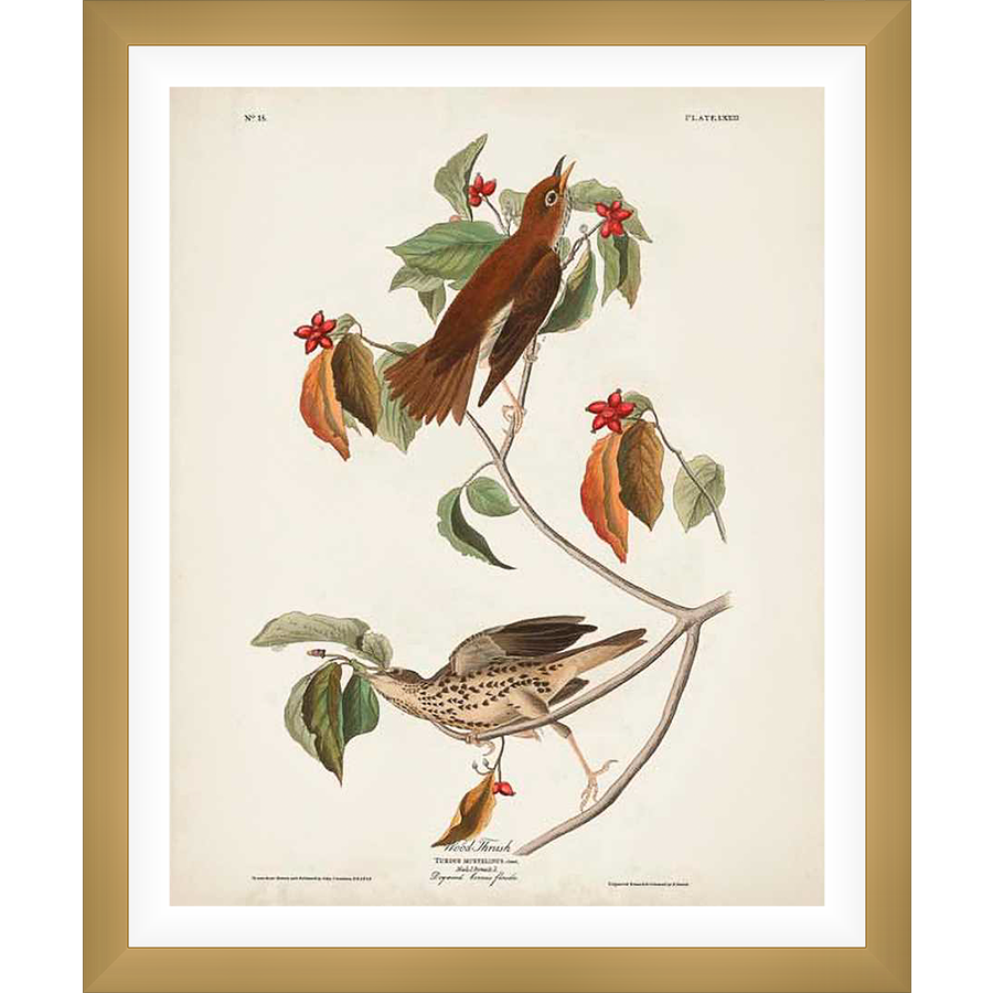A detailed illustration depicts two wood thrushes perched on a branch with vibrant red berries and green leaves. The birds, rendered in meticulous detail, are set against a light beige background, showcasing the artist's skill in naturalistic observation.