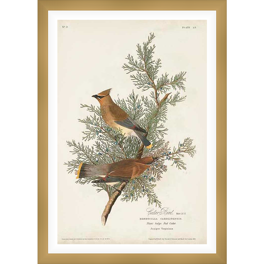 A vintage botanical illustration showcases two Cedar Waxwing birds perched on a cedar branch, their feathers intricately detailed. This classic print captures the beauty of nature with a timeless, artistic touch.