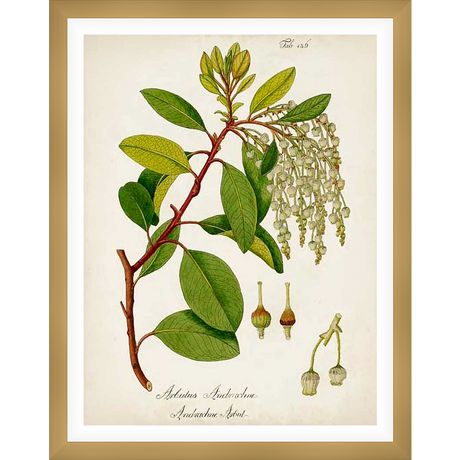 A botanical illustration showcasing a detailed drawing of a branch from the Arbutus Andrachne shrub, featuring leaves, flowers, and buds. This print is perfect for any lover of natural beauty and botanical art.