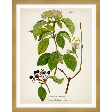 A vintage botanical illustration showcases a detailed drawing of a plant, highlighting its leaves, flowers, and berries. The artwork exudes a classic aesthetic, perfect for adding a touch of nature-inspired elegance to any space.