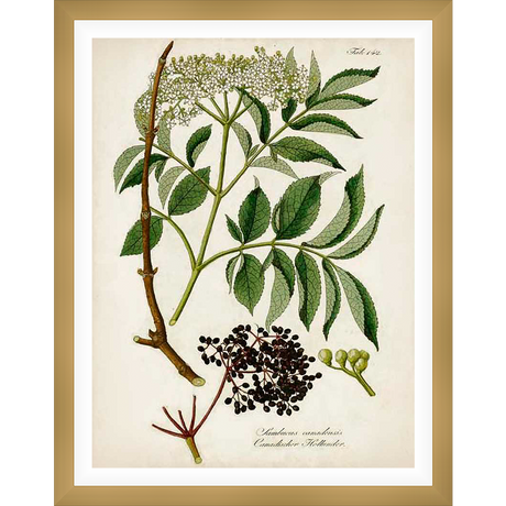 This botanical illustration showcases the elegant detail of the Sambucus canadensis plant. Rendered in exquisite detail, this print captures the plant's vibrant leaves, delicate flowers, and clusters of dark berries, making it an ideal piece for any botanical art enthusiast.